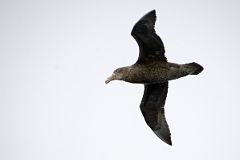 20 Southern Giant Antarctic Petrel Bird From The Quark Expeditions Cruise Ship In The Aitcho Islands Part Of South Shetland Islands In Antarctica.jpg